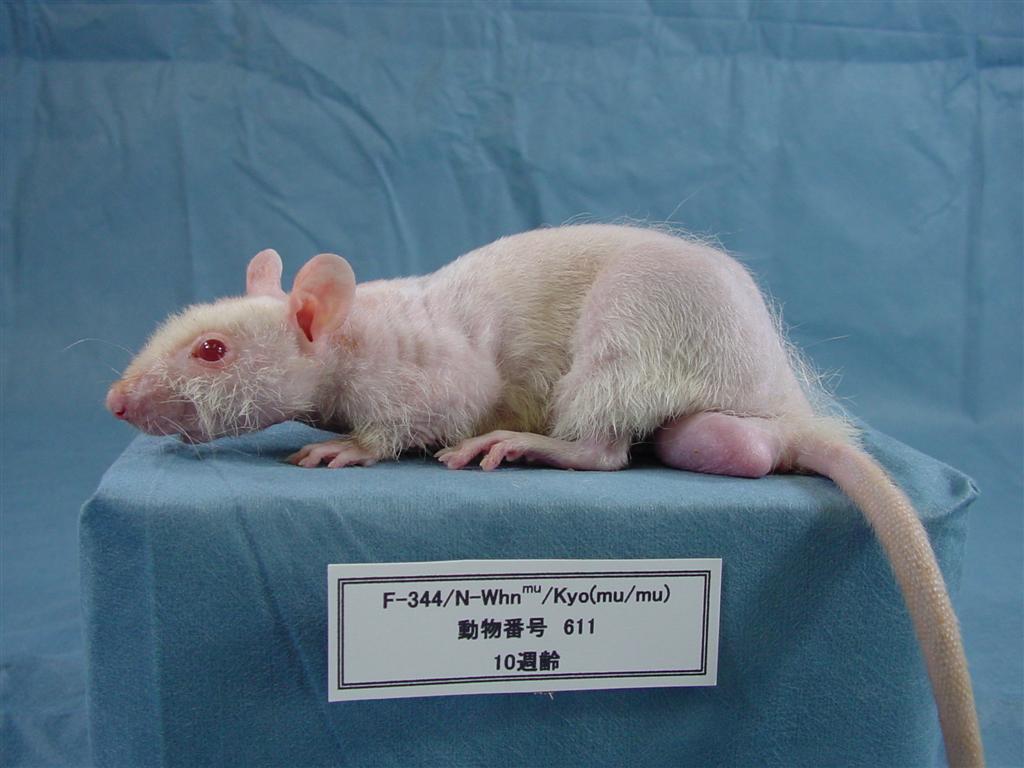 Rat Strains